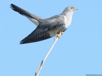 Cuckoo (Cuculus canorus)