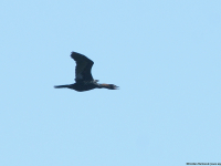 Zwergscharbe (Phalacrocorax pygmeus)