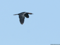 Pygmy Cormorant (Phalacrocorax pygmeus)