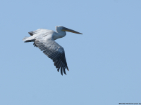 Krøllpelikan (Pelecanus crispus)