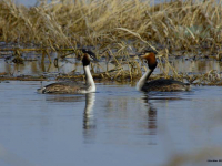 Great Crested Grebe (Podiceps cristatus)