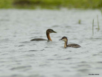 Dvergdykker (Tachybaptus ruficollis)