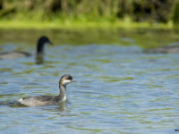 Black-necked Grebe (Podiceps nigricollis)