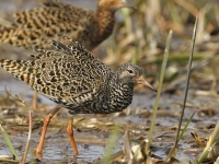 Kampfläufer (Philomachus pugnax)