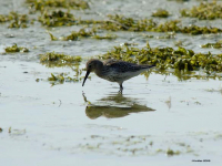 Myrsnipe (Calidris alpina)