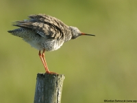 Krwawodziób (Tringa totanus)