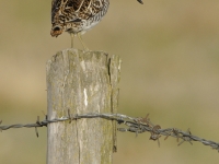 Enkeltbekkasin (Gallinago gallinago)