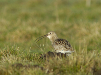 Große Brachvogel (Numenius arquata)