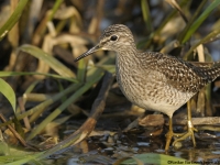 Wood Sandpiper (Tringa glareola)