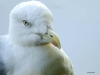 Måke (Larus ???)