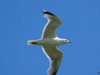 Gråmåke (Larus argentatus)