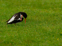 Eurasian Oystercatcher (Haematopus ostralegus)