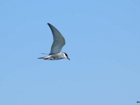 Whiskered Tern (Chlidonias hybrida)