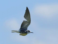 Black Tern (Chlidonias niger)