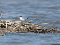 Common Tern (Sterna hirundo)