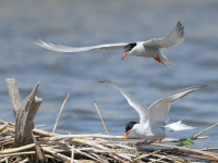 Common Tern (Sterna hirundo)