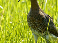 Black-tailed Godwit (Limosa limosa)