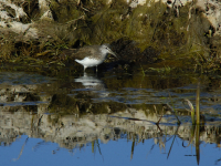 Skogsnipe (Tringa ochropus)