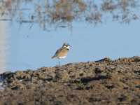 Little Ringed Plover (Charadrius dubius)