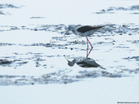 Black-winged Stilt (Himantopus himantopus)