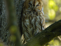 Towny Owl (Strix aluco)