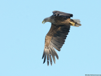 Bielik (Haliaeetus albicilla)