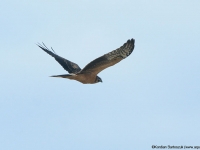 Pallid Harrier (Circus macrourus)