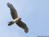 Hen Harrier (Circus cyaneus)