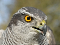 Jastrząb (Accipiter gentilis)