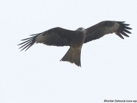 Black Kite (Milvus migrans)