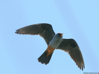 Red-Footed Falcon (Falco vespertinus)