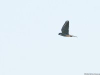 Hobby (Falco subbuteo)