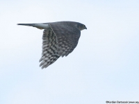 Spurvehauk (Accipiter nisus)