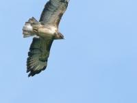 Common Buzzard (Buteo buteo)