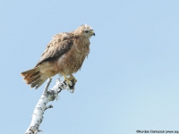 Steppe Buzzard (Buteo vulpinus)