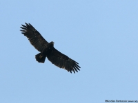 Greater Spotted Eagle (Aquila clanga)