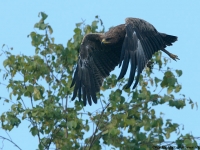 Småskrikørn (Aquila pomarina)