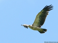 Hybrid Spotted Eagle (Aquila clanga x pomarina)