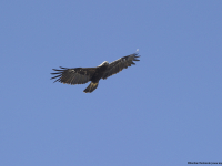 Eastern Imperial Eagle (Aquila heliaca)