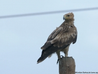 Orzeł stepowy (Aquila nipalensis)