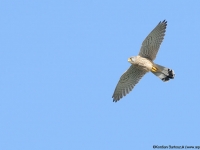 Common Kestrel (Falco tinnunculus)