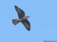 Saker Falcon (Falco cherrug)