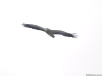 Egyptian Vulture (Neophron percnopterus)