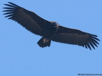 Black Vulture (Aegypius monachus)