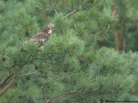 Honey Buzzard (Pernis apivorus)