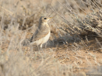 Isabelline Wheatear (Oenanthe isabellina)