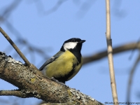 Great Tit (Parus major)