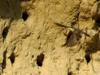 Sand Martin (Riparia riparia)