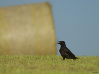 Czarnowron (Corvus corone corone)