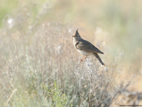 Topplerke (Galerida cristata)